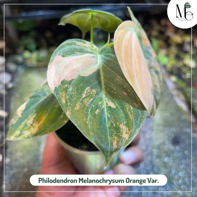 Philodendron Melanochrysum Orange Variegated