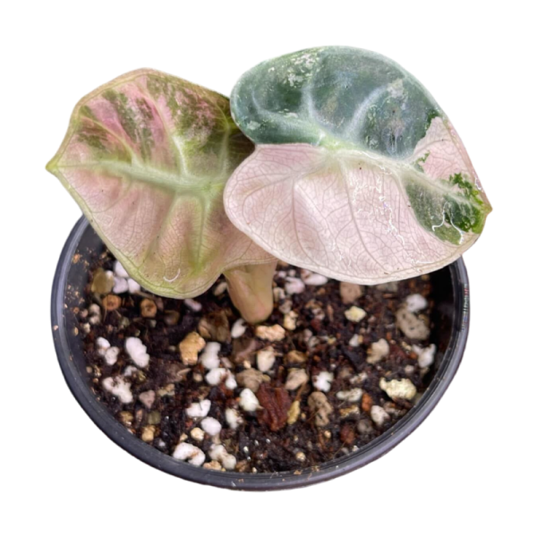 Alocasia Balloon Heart Pink Variegated