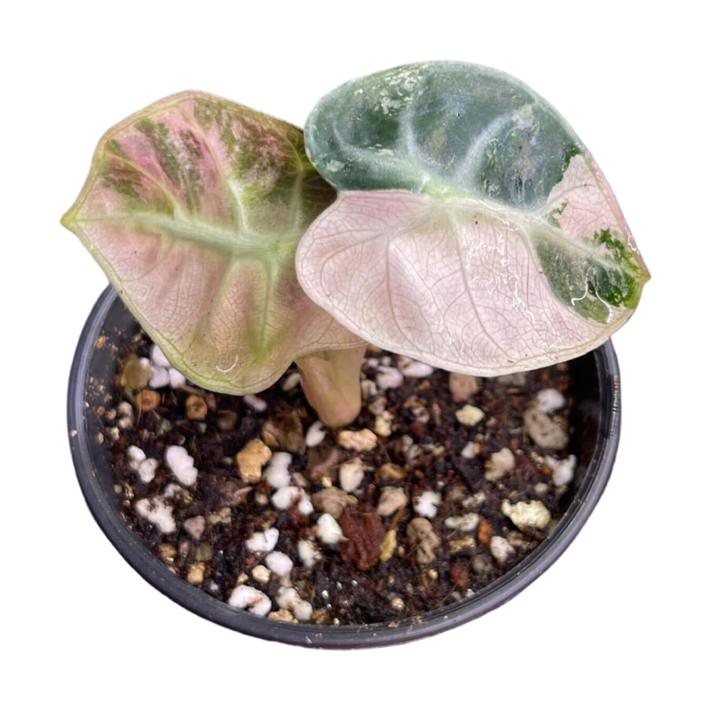 Alocasia Balloon Heart Pink Variegated