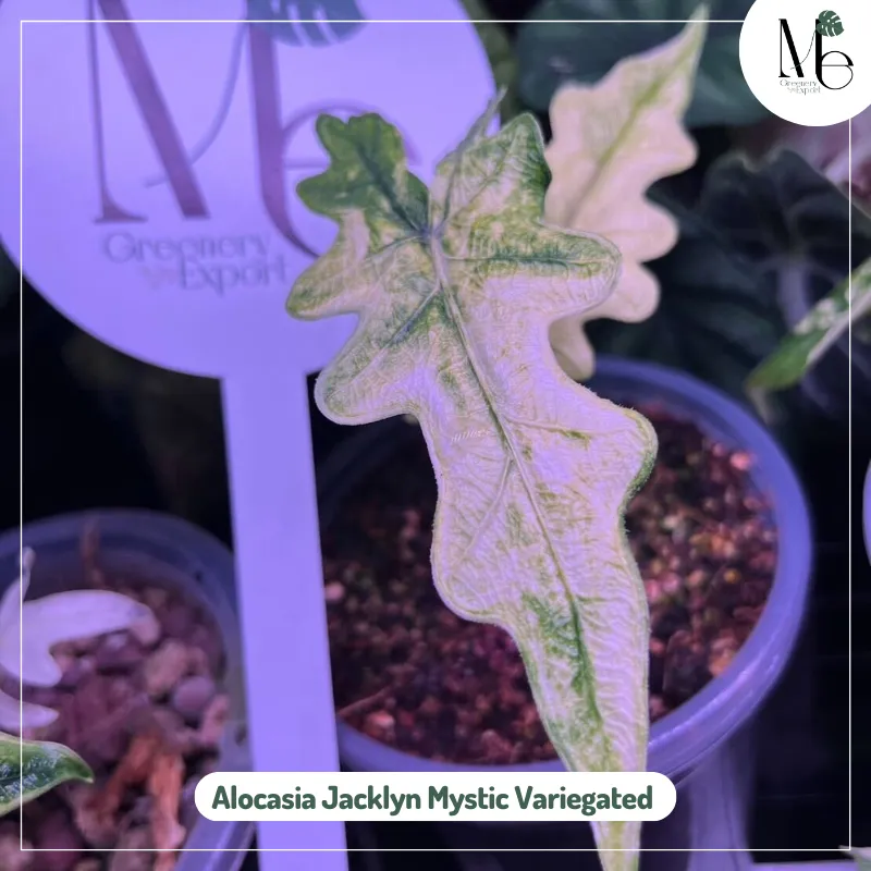 Alocasia Jacklyn Mystic Variegated