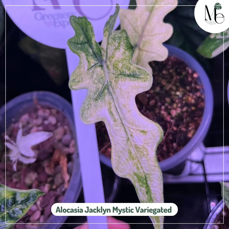 Alocasia Jacklyn Mystic Variegated