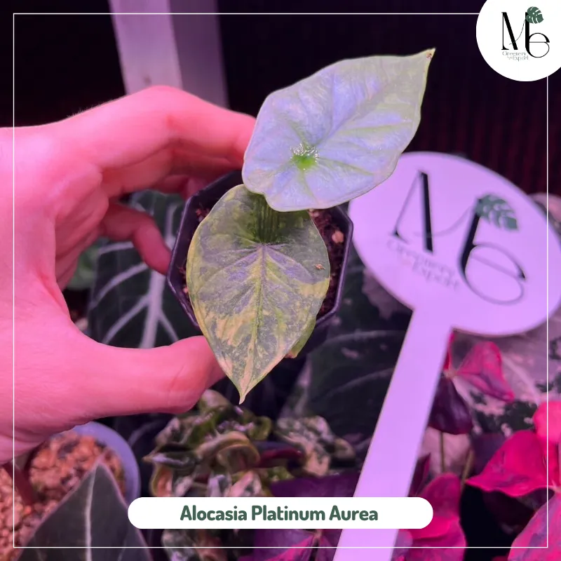 Alocasia Platinum Aurea