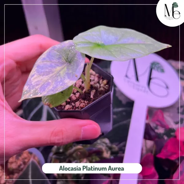 Alocasia Platinum Aurea