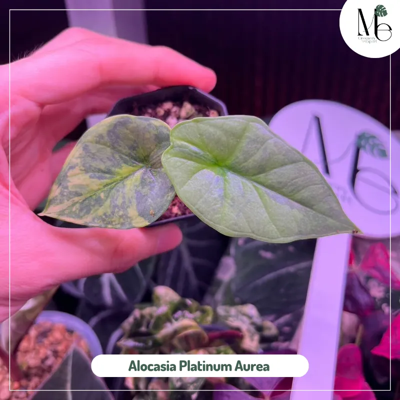 Alocasia Platinum Aurea