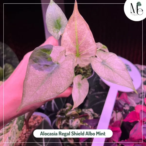 Alocasia Regal Shield Albo Mint