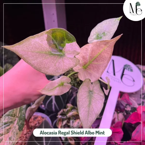 Alocasia Regal Shield Albo Mint