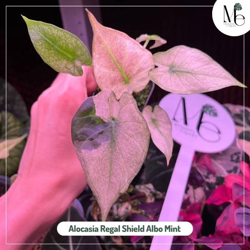 Alocasia Regal Shield Albo Mint