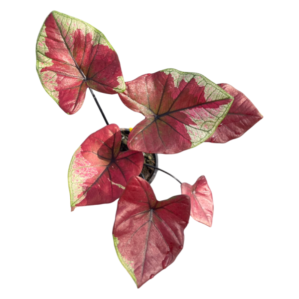 Caladium Chantara Theppabut