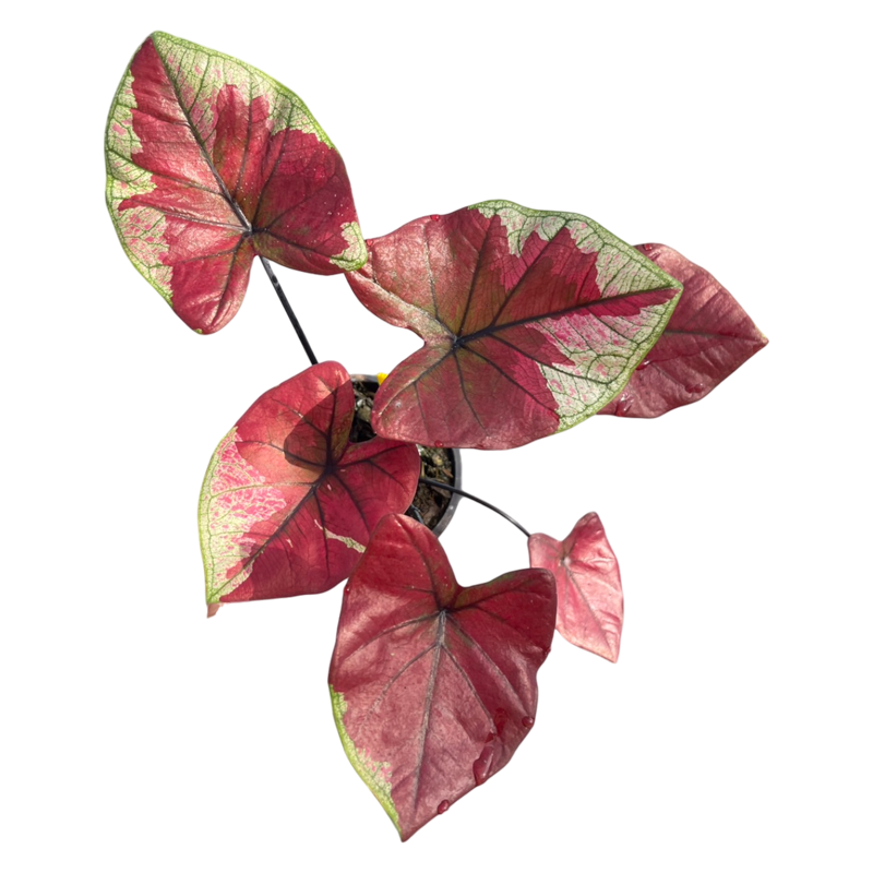 Caladium Chantara Theppabut