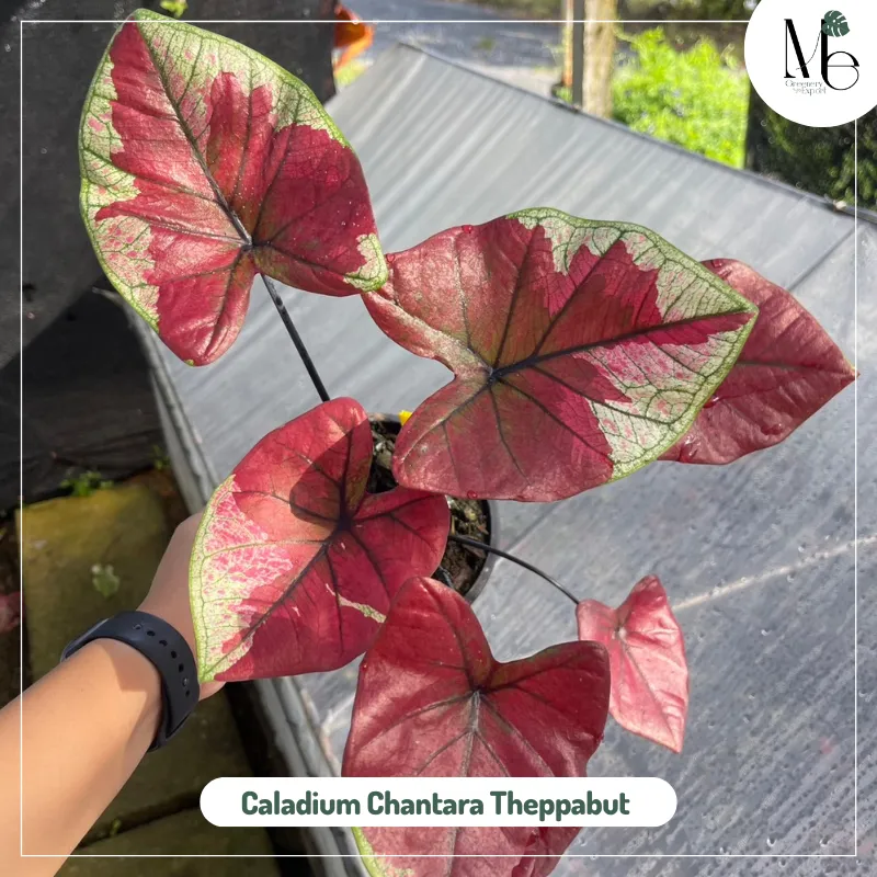 Caladium Chantara Theppabut