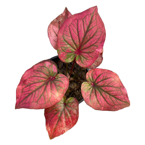 Caladium Ngern Saen