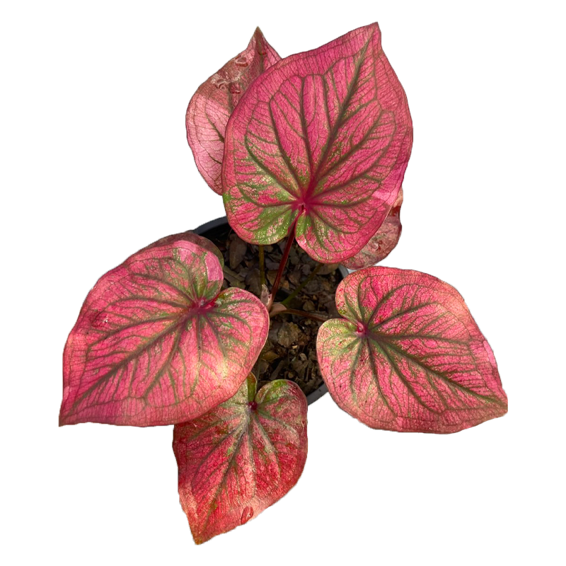 Caladium Ngern Saen