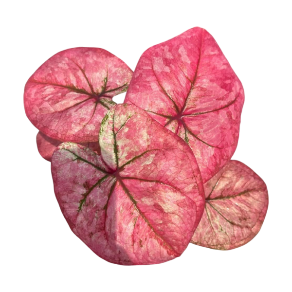 Caladium Serm Suk