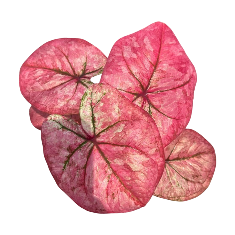 Caladium Serm Suk