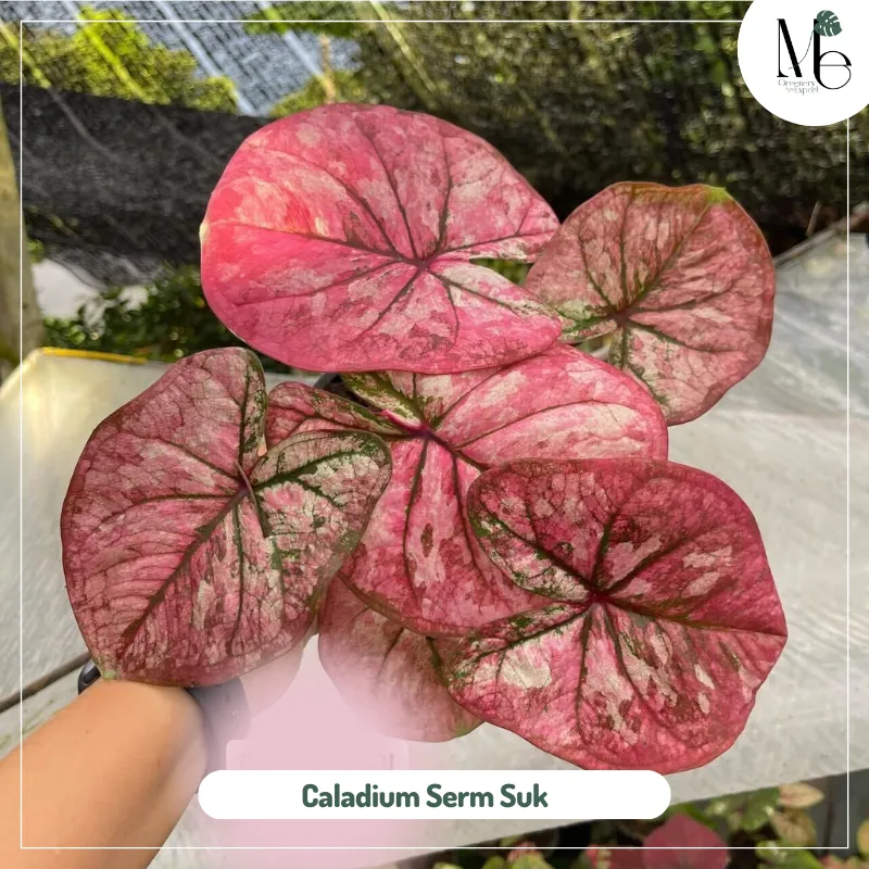 Caladium Serm Suk