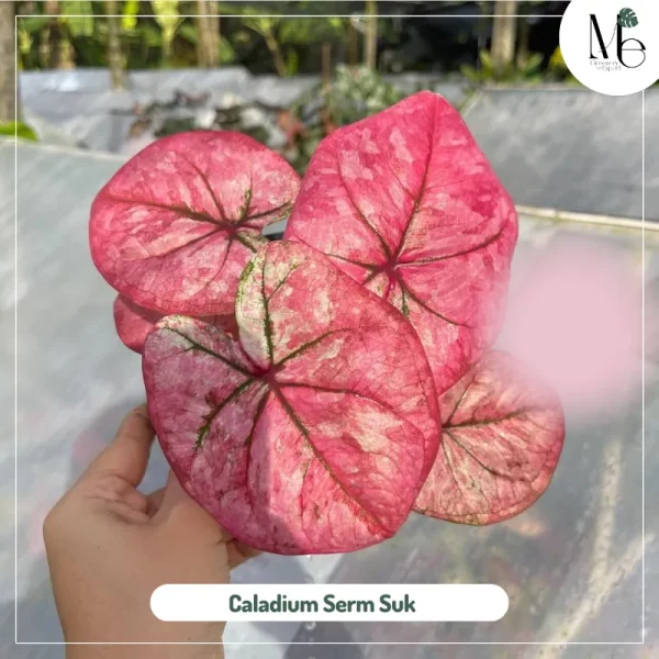 Caladium Serm Suk