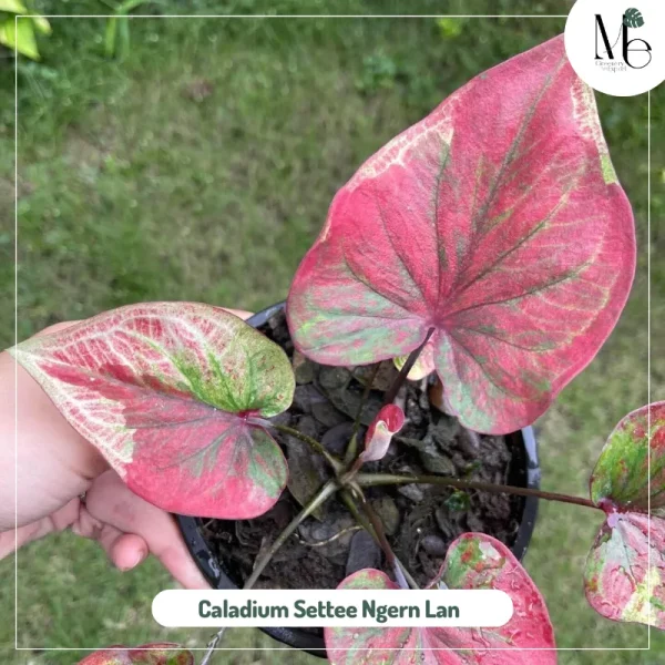 Caladium Settee Ngern Lan