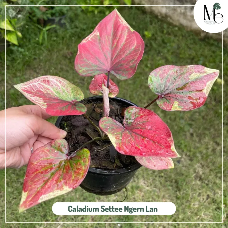 Caladium Settee Ngern Lan