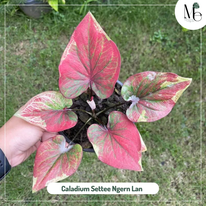 Caladium Settee Ngern Lan