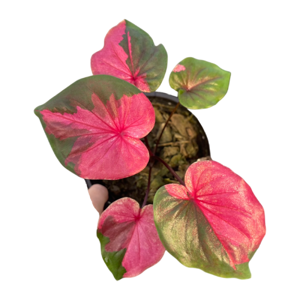 Caladium Srikanjanapisek