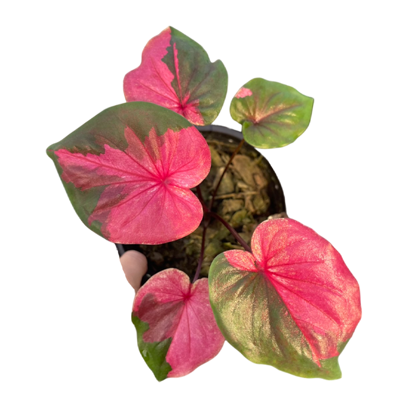 Caladium Srikanjanapisek