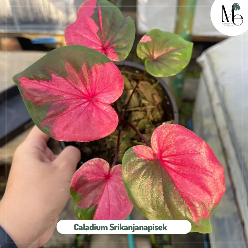 Caladium Srikanjanapisek