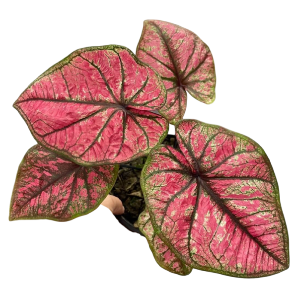 Caladium Tub Tim Krob