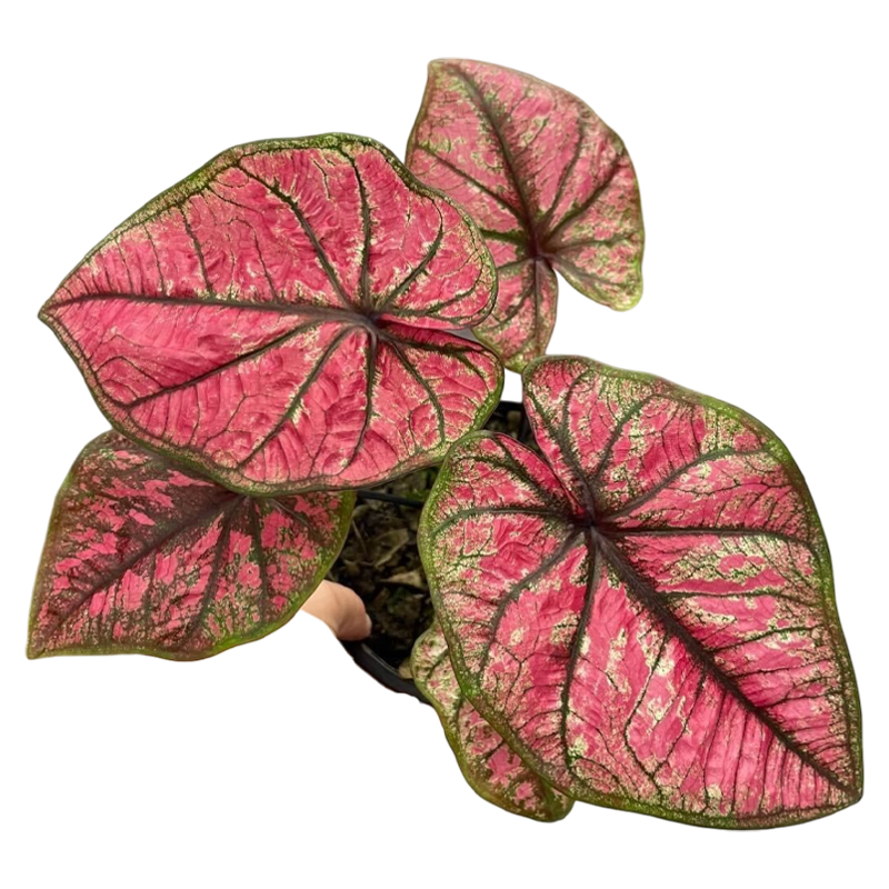 Caladium Tub Tim Krob