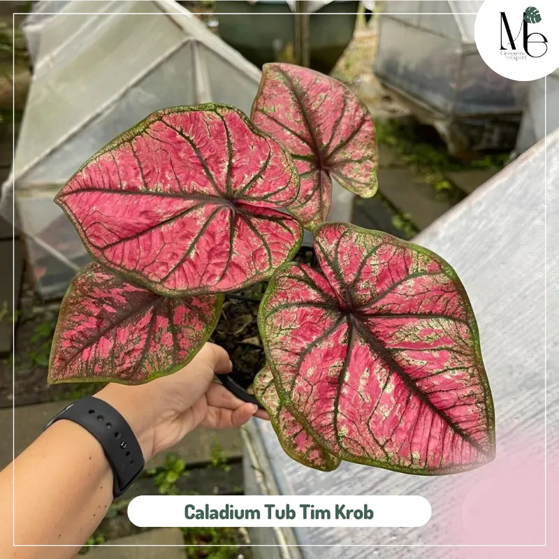 Caladium Tub Tim Krob