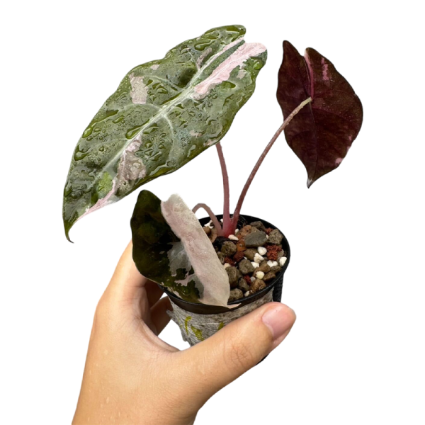 Alocasia Chantrieri Variegated