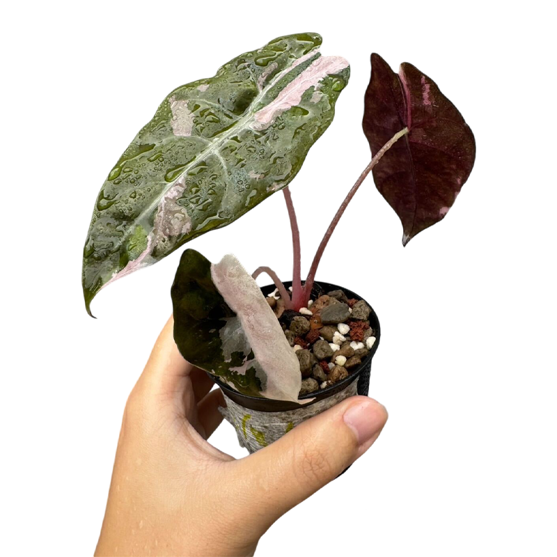 Alocasia Chantrieri Variegated