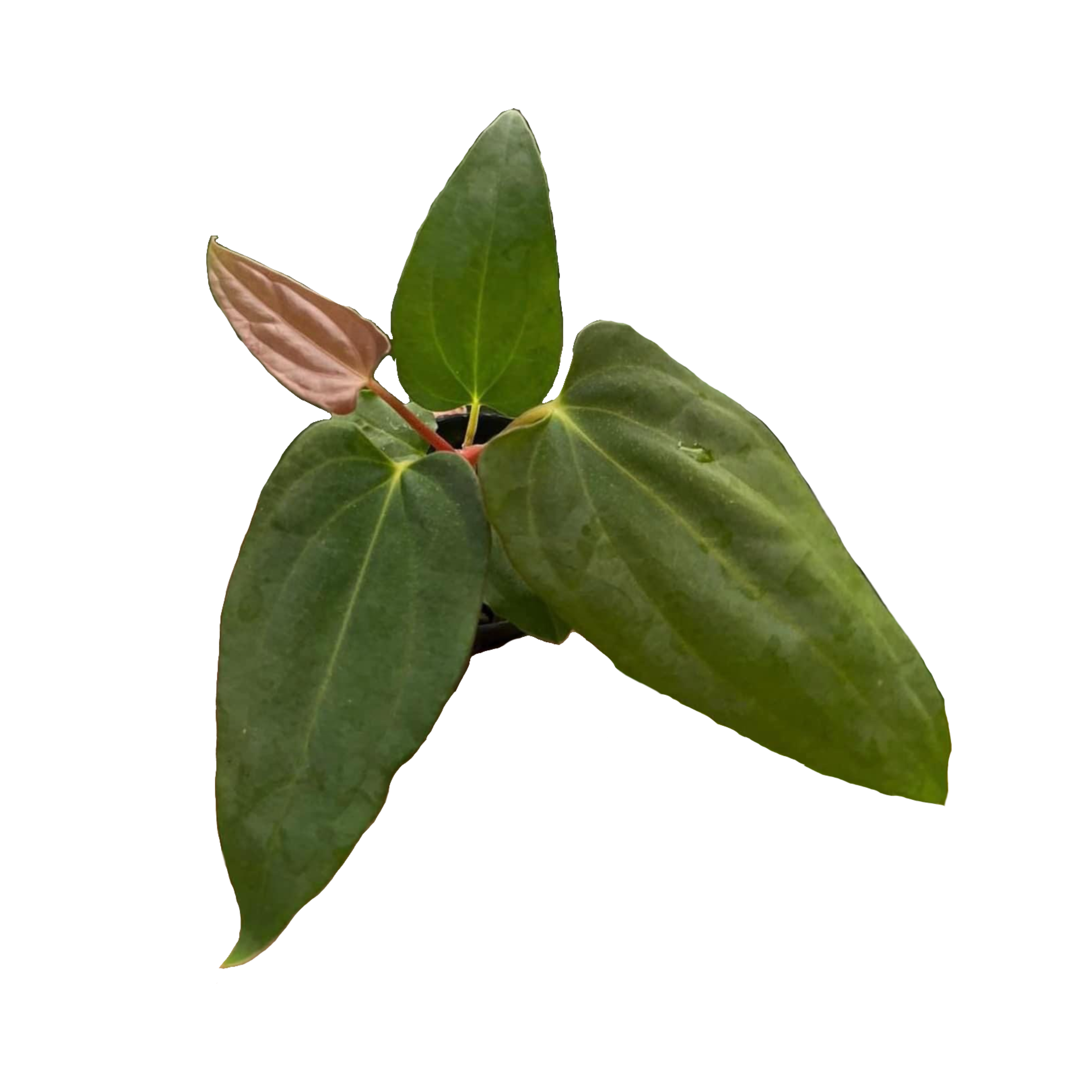 Anthurium Pap FS x Antolakii (BVEP) Tezula