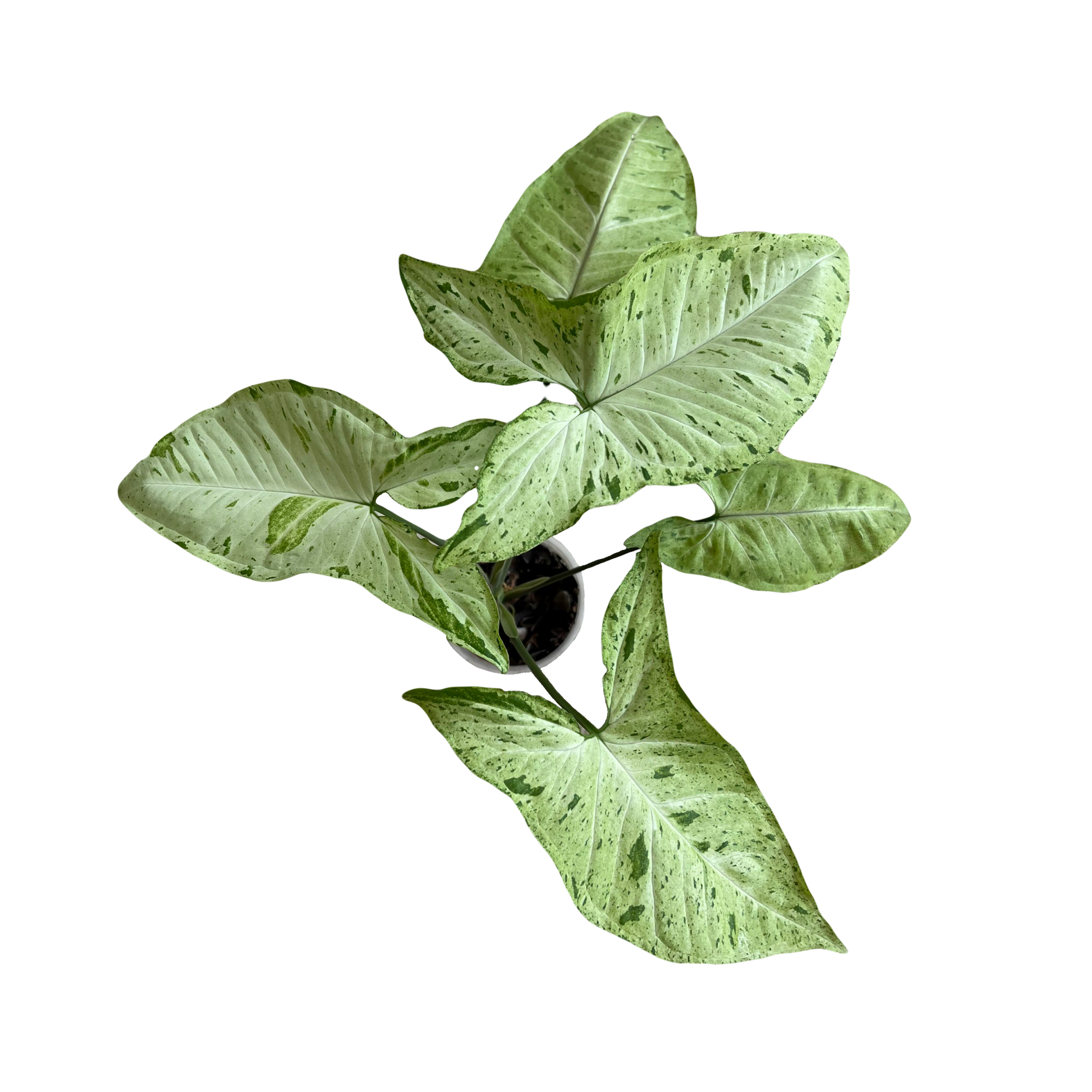 Syngonium Oregano