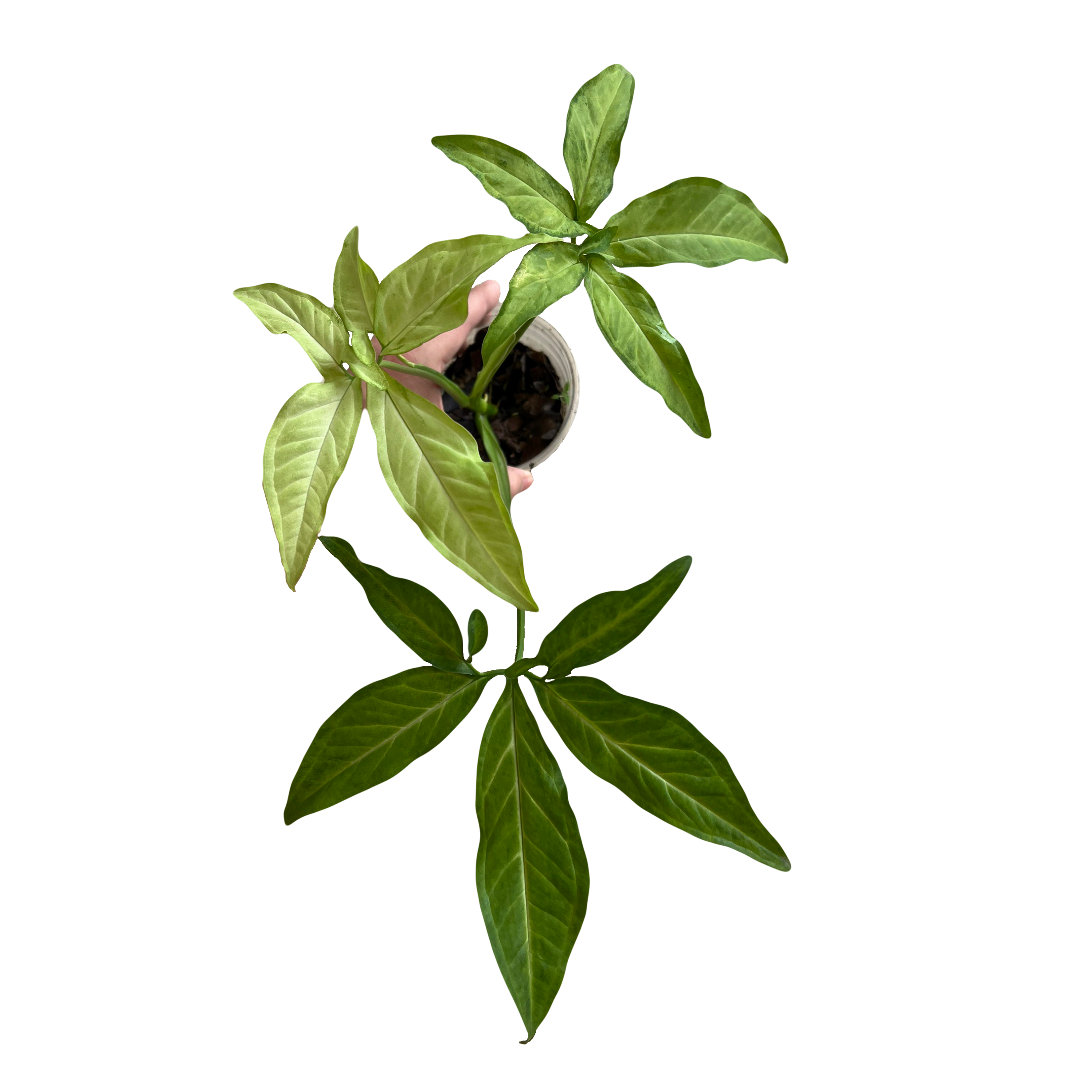 Syngonium Angustatum Rolling