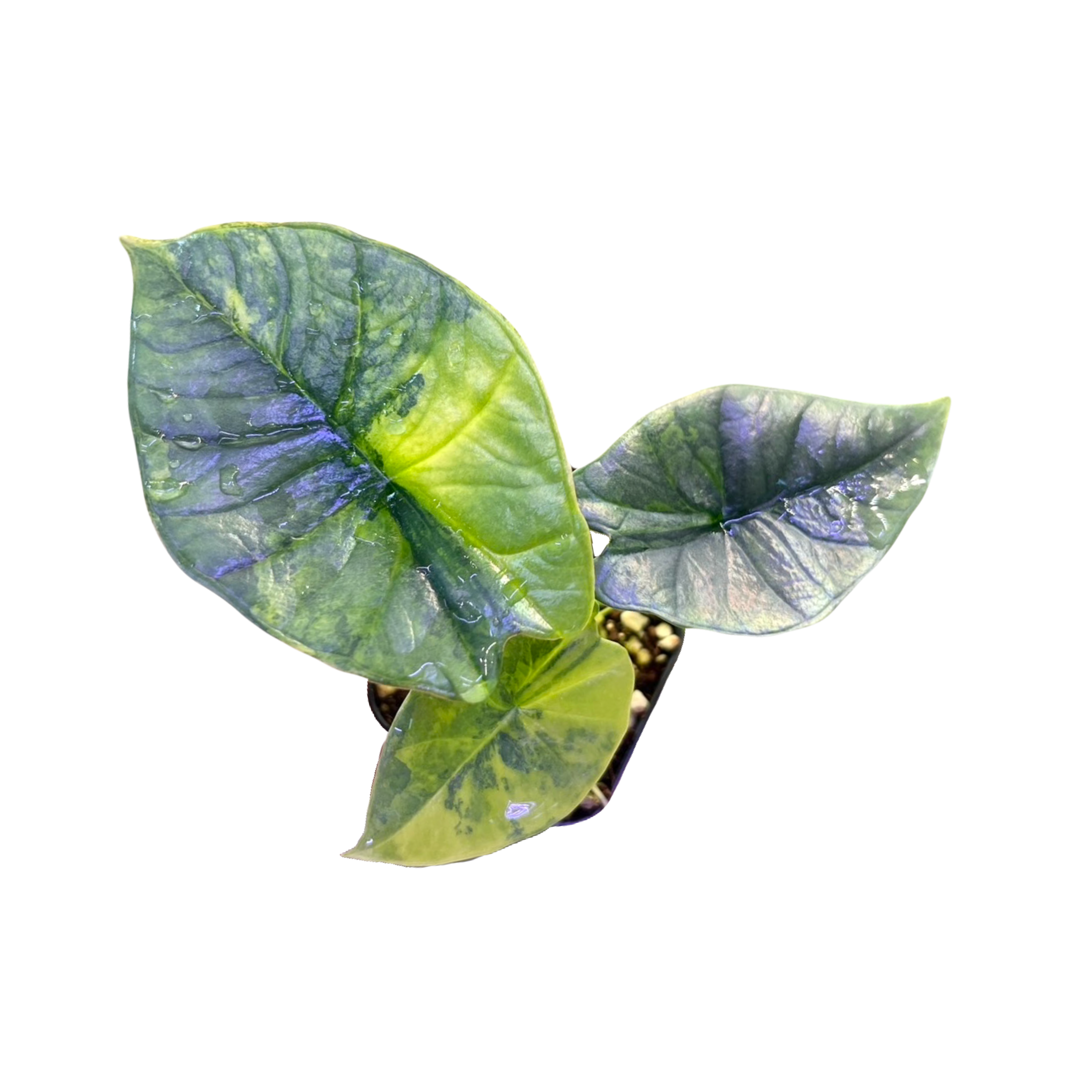 Alocasia Platinum Aurea