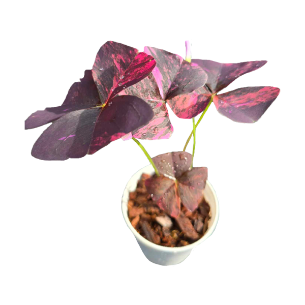 Oxalis Triangularis Variegated