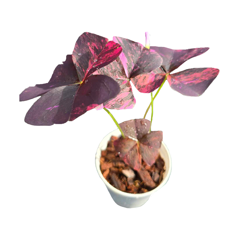 Oxalis Triangularis Variegated