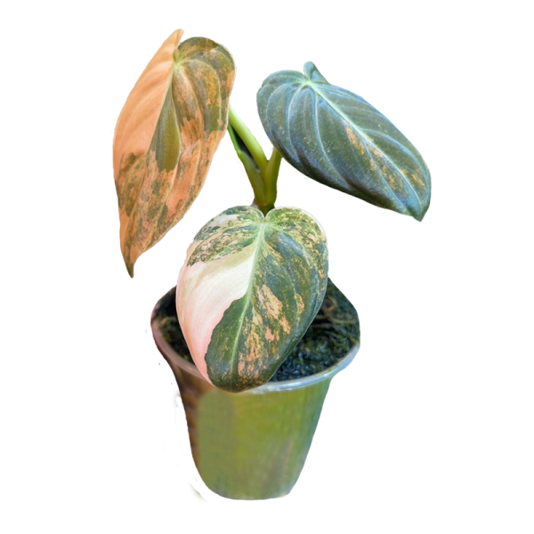 Philodendron Melanochrysum Orange Variegated