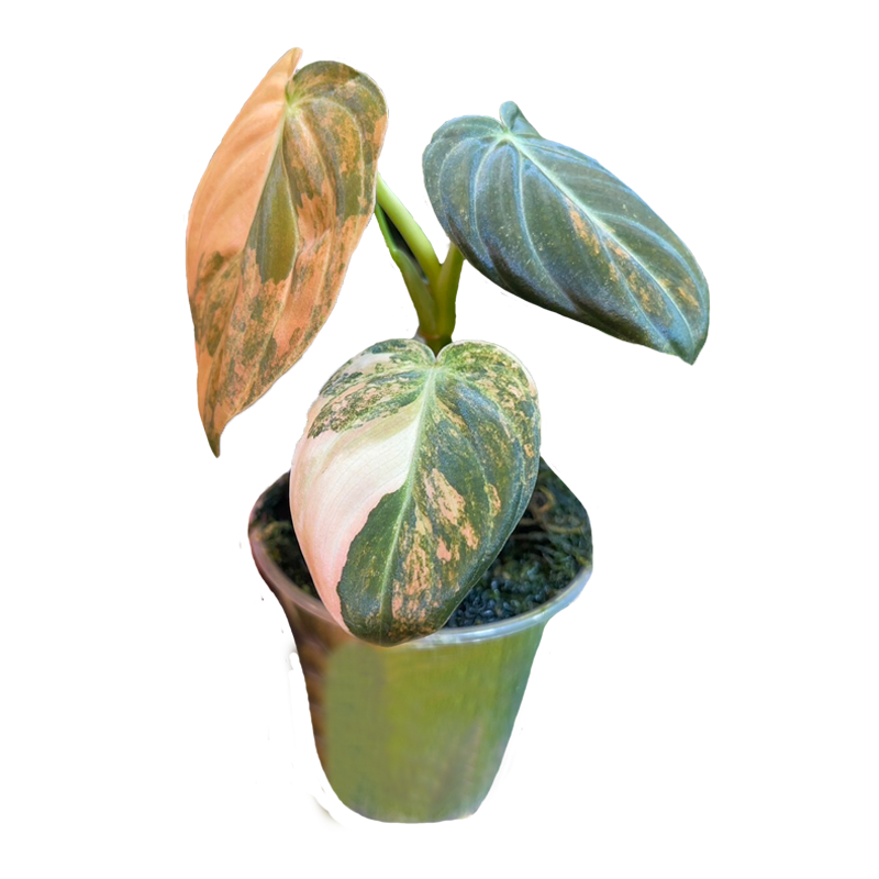 Philodendron Melanochrysum Orange Variegated