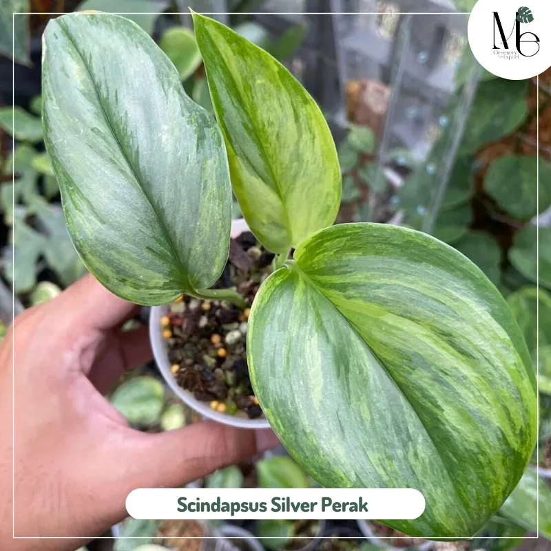 Scindapsus Silver Perak