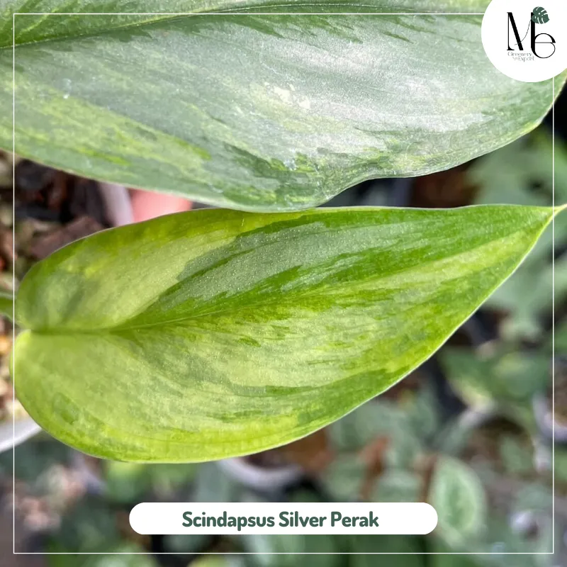 Scindapsus Silver Perak