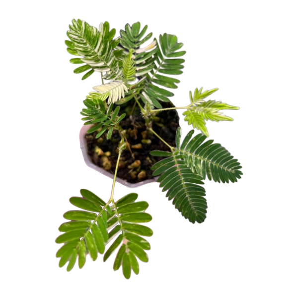 Sensitive Plant Variegated (Mimosa pudica)