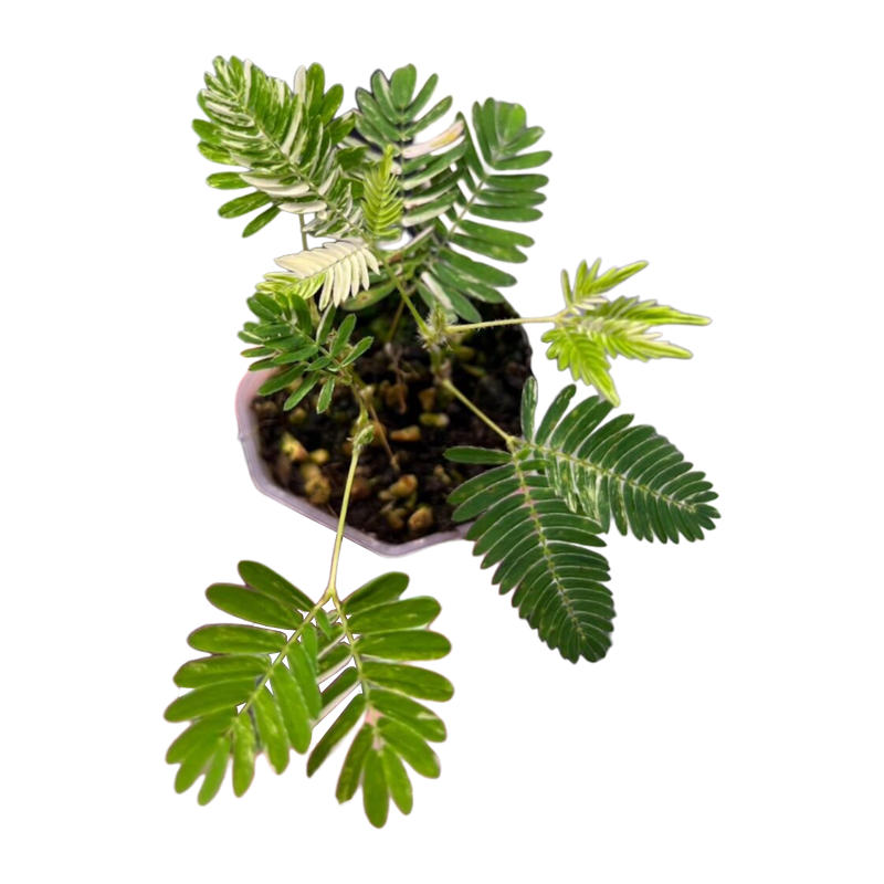 Sensitive Plant Variegated (Mimosa pudica)