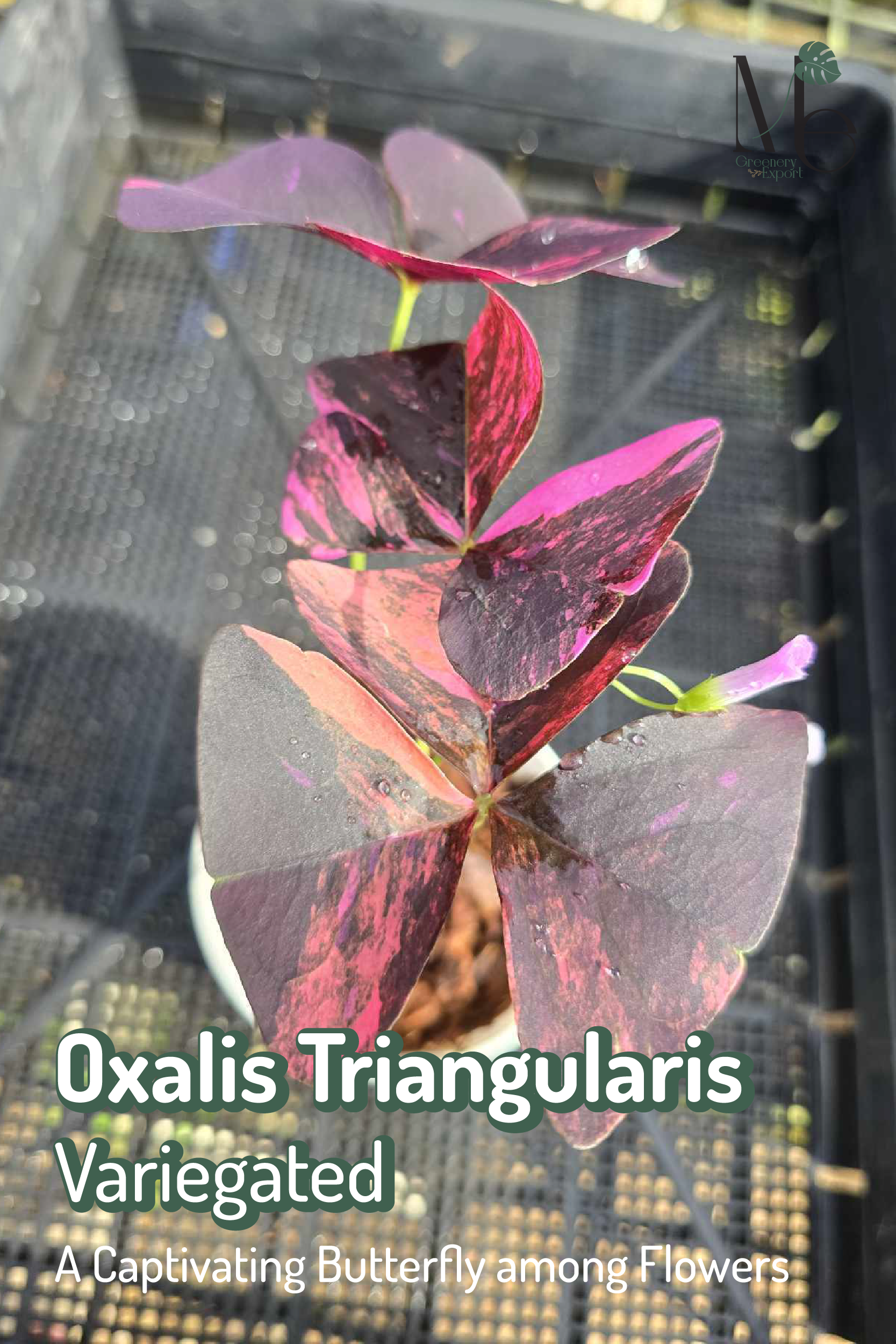 Oxalis Triangularis Variegated