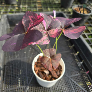 Oxalis Triangularis Variegated