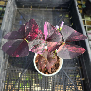 Oxalis Triangularis Variegated