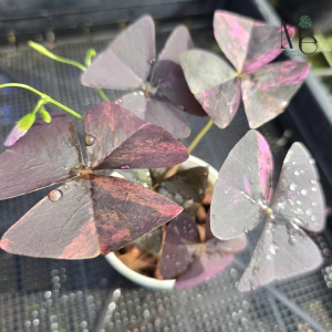 Oxalis Triangularis Variegated