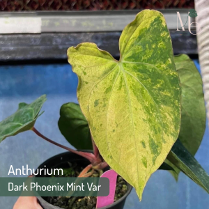 Anthurium Dark Phoenix Mint Variegated