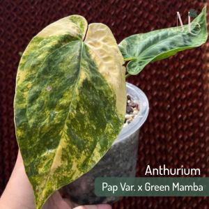 Anthurium Pap Var. x Green Mamba