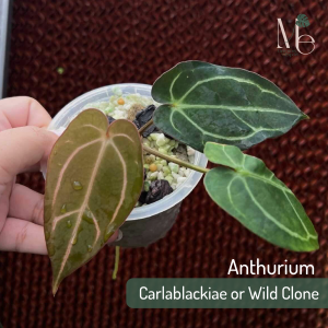 Anthurium Carlablackiae or Wild Clone